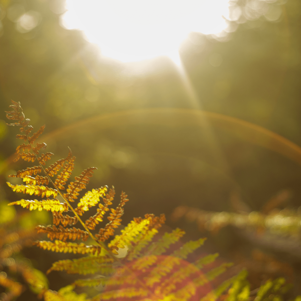 Reclaiming our disowned parts - A Pathway to self-compassion