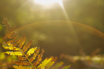 Reclaiming our disowned parts – A Pathway to self-compassion